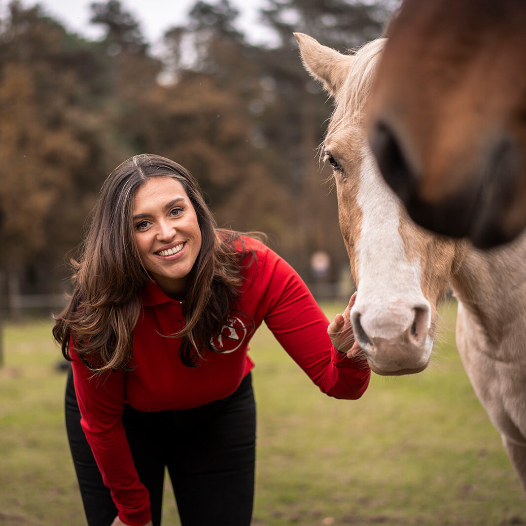 Inzicht gezondheid paard