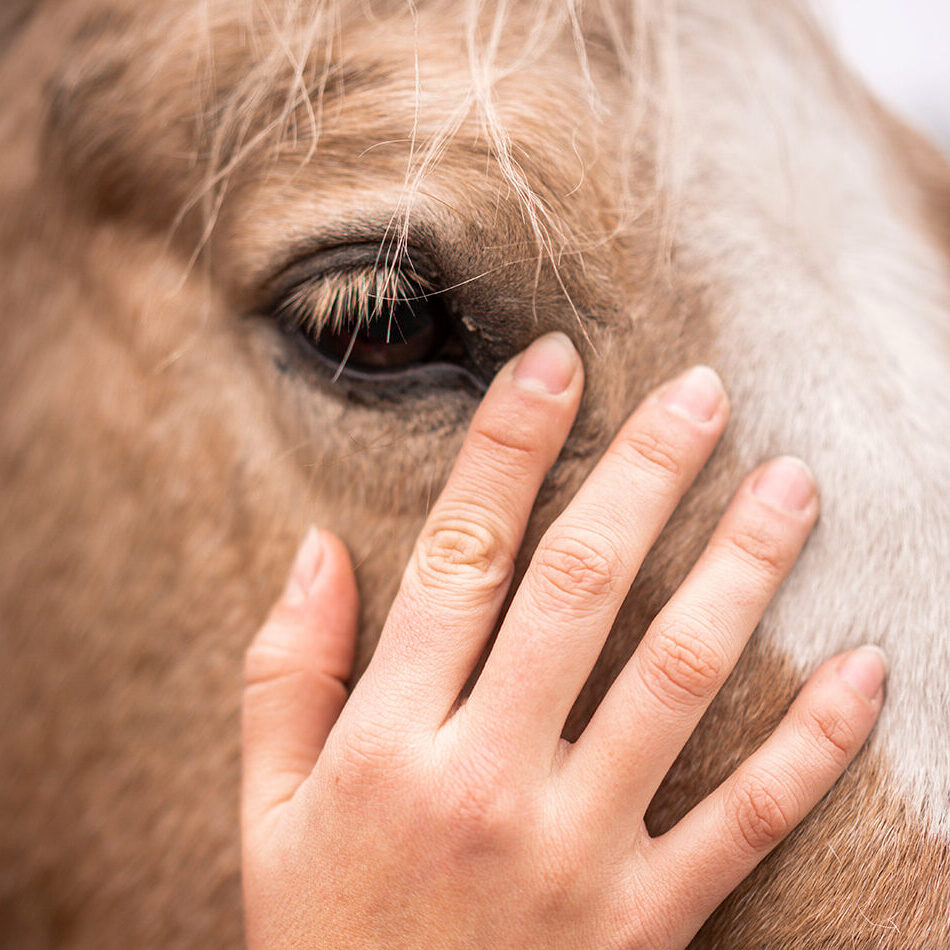 Holistisch Paardenosteopaat